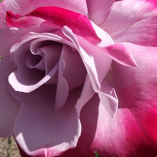 Online rózsa webáruház - teahibrid rózsa - lila - vörös - Rosa Burning Sky™ - diszkrét illatú rózsa - O.L. 